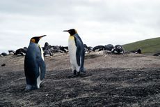 Königspinguin (4 von 84).jpg